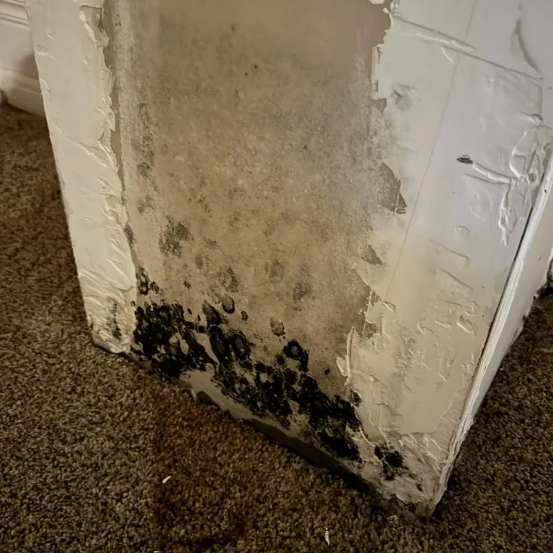 Professional Mold Removal in Greene County, MO